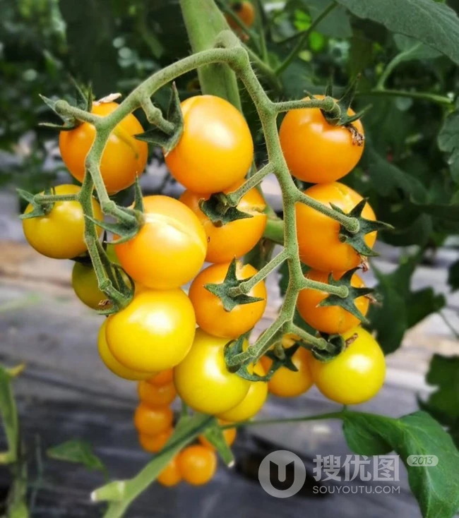 入口清甜爽脆，很甜的黄色小番茄（西红柿）图片 第3张