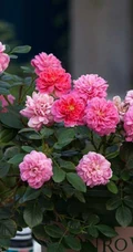 2002年美国培育的月季花，花瓣深粉红，中花朵，灌木月季宝藏图片