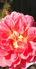 2002年美国培育的月季花，花瓣深粉红，中花朵，灌木月季宝藏图片