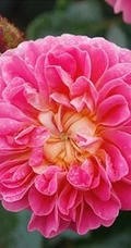 2002年美国培育的月季花，花瓣深粉红，中花朵，灌木月季宝藏图片