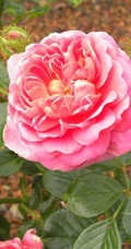 2002年美国培育的月季花，花瓣深粉红，中花朵，灌木月季宝藏图片