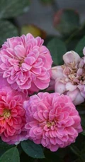 2002年美国培育的月季花，花瓣深粉红，中花朵，灌木月季宝藏图片
