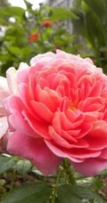 2002年美国培育的月季花，花瓣深粉红，中花朵，灌木月季宝藏图片