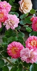 2002年美国培育的月季花，花瓣深粉红，中花朵，灌木月季宝藏图片