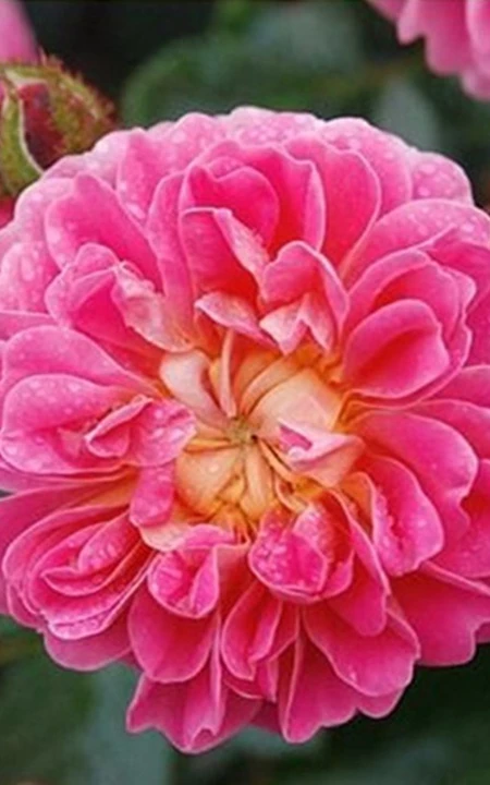 2002年美国培育的月季花，花瓣深粉红，中花朵，灌木月季宝藏图片