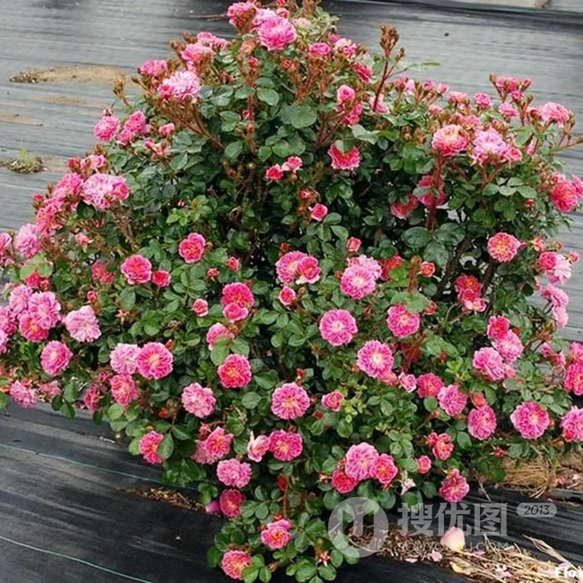 2002年美国培育的月季花，花瓣深粉红，中花朵，灌木月季宝藏图片