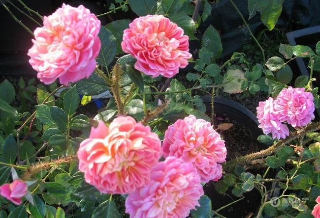 2002年美国培育的月季花，花瓣深粉红，中花朵，灌木月季宝藏图片