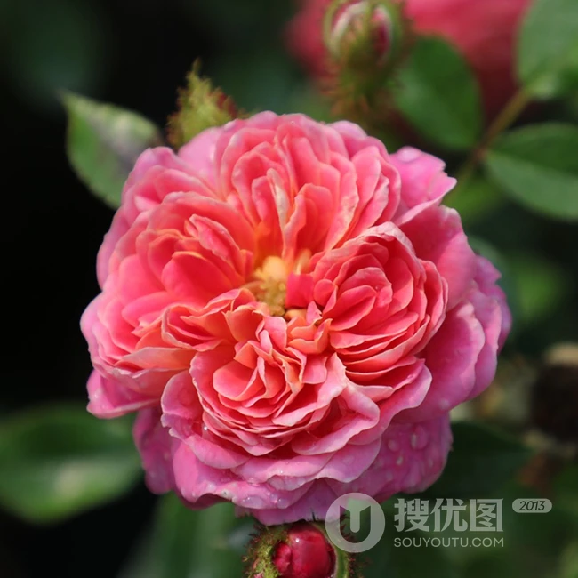 2002年美国培育的月季花，花瓣深粉红，中花朵，灌木月季宝藏图片
