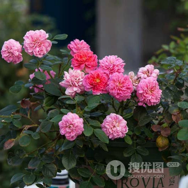 2002年美国培育的月季花，花瓣深粉红，中花朵，灌木月季宝藏图片