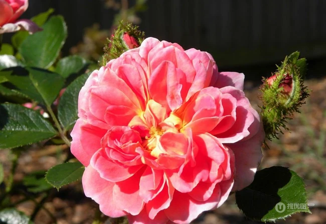 2002年美国培育的月季花，花瓣深粉红，中花朵，灌木月季宝藏图片