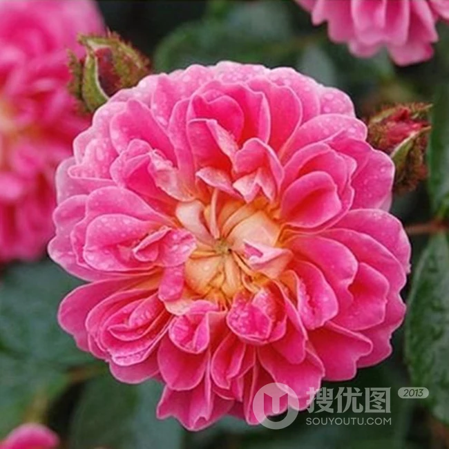 2002年美国培育的月季花，花瓣深粉红，中花朵，灌木月季宝藏图片