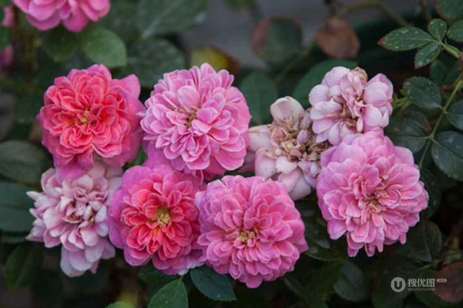2002年美国培育的月季花，花瓣深粉红，中花朵，灌木月季宝藏图片