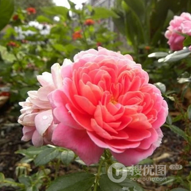 2002年美国培育的月季花，花瓣深粉红，中花朵，灌木月季宝藏图片