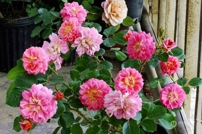 2002年美国培育的月季花，花瓣深粉红，中花朵，灌木月季宝藏图片