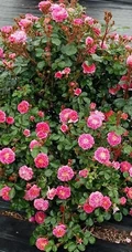 2002年美国培育的月季花，花瓣深粉红，中花朵，灌木月季宝藏图片