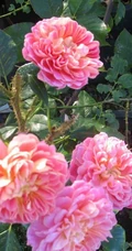 2002年美国培育的月季花，花瓣深粉红，中花朵，灌木月季宝藏图片