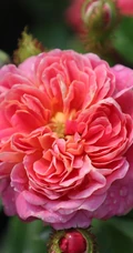 2002年美国培育的月季花，花瓣深粉红，中花朵，灌木月季宝藏图片
