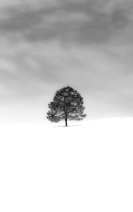寒冬雪地里的一颗树手机壁纸