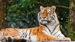 雪地里的猛兽&ldquo;老虎&rdquo;的高清桌面壁纸