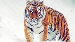 雪地里的猛兽&ldquo;老虎&rdquo;的高清桌面壁纸