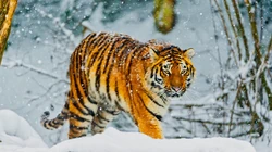 雪地里的猛兽&ldquo;老虎&rdquo;的高清桌面壁纸