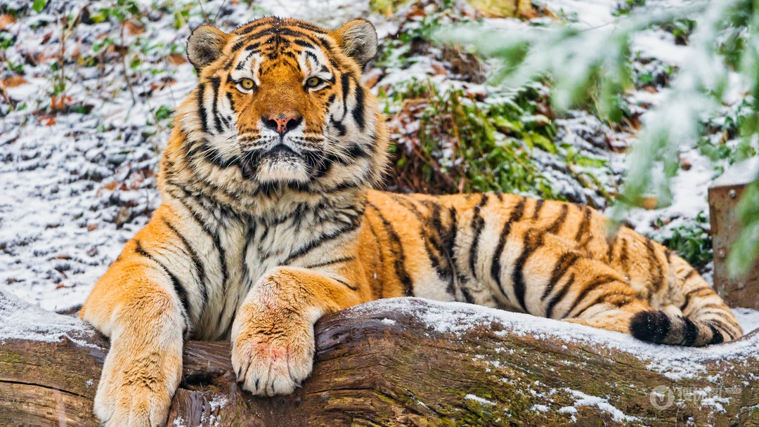 雪地里的猛兽&ldquo;老虎&rdquo;的高清桌面壁纸