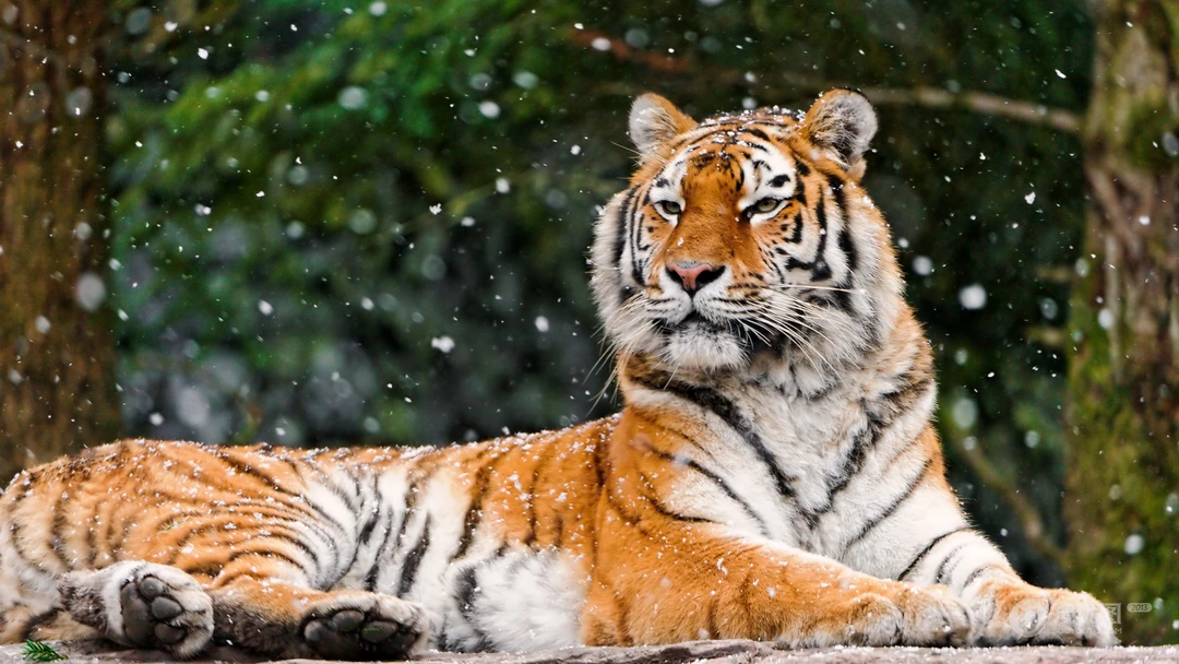 雪地里的猛兽&ldquo;老虎&rdquo;的高清桌面壁纸