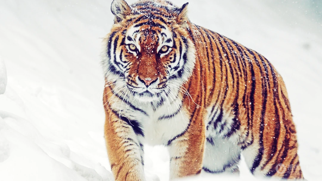 雪地里的猛兽&ldquo;老虎&rdquo;的高清桌面壁纸