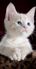 纯白色毛发，粉色瞳孔的宠物猫咪手机壁纸