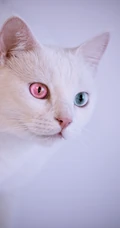 纯白色毛发，粉色瞳孔的宠物猫咪手机壁纸