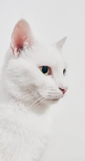 纯白色毛发，粉色瞳孔的宠物猫咪手机壁纸
