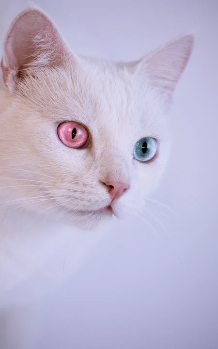 纯白色毛发，粉色瞳孔的宠物猫咪手机壁纸