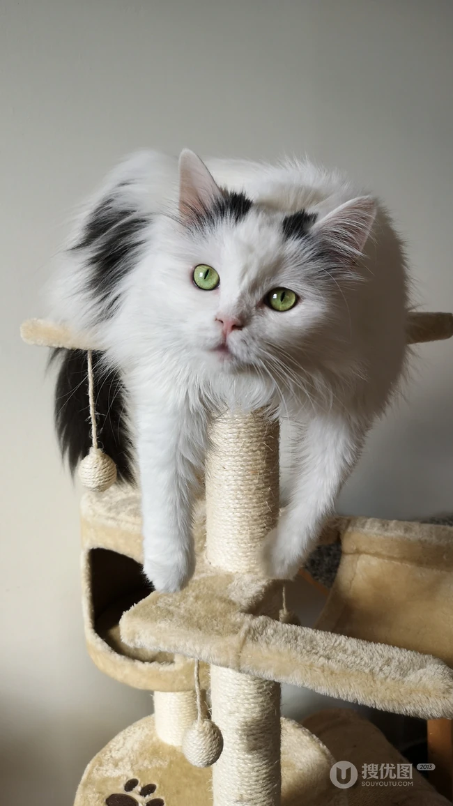纯白色毛发，粉色瞳孔的宠物猫咪手机壁纸