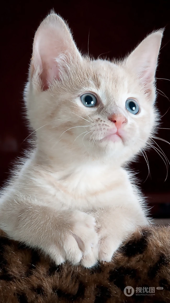 纯白色毛发，粉色瞳孔的宠物猫咪手机壁纸