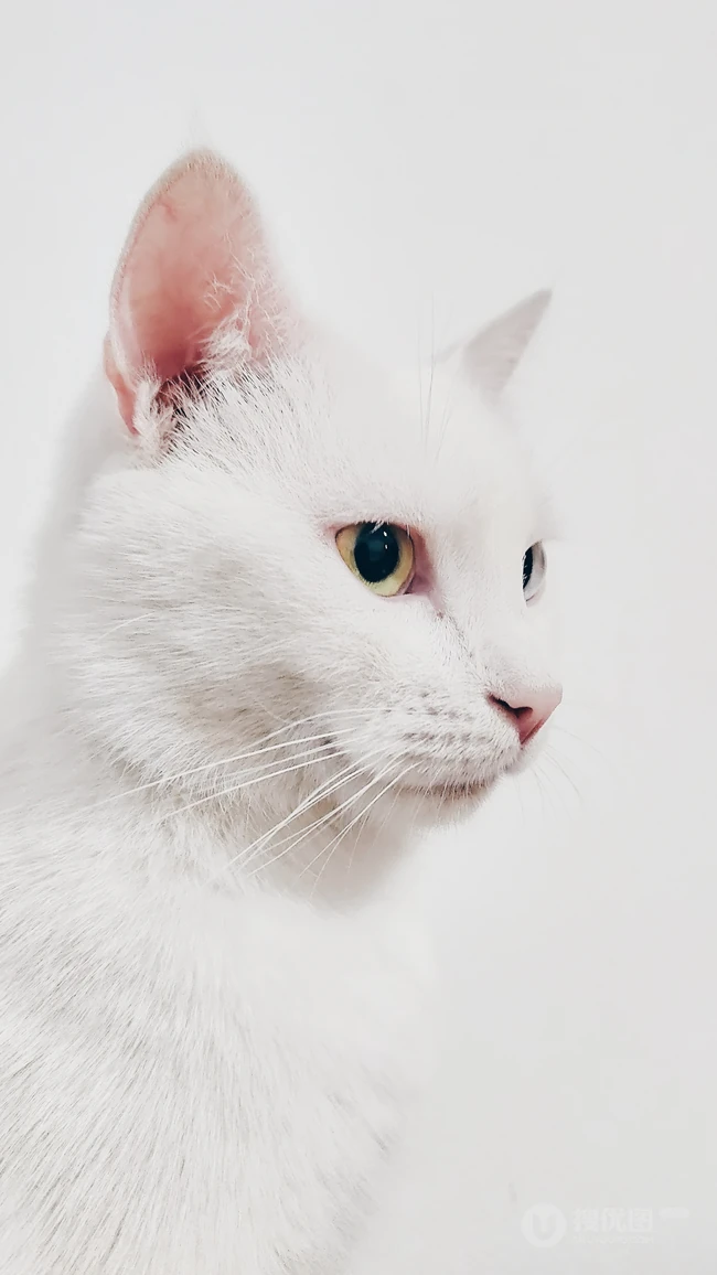 纯白色毛发，粉色瞳孔的宠物猫咪手机壁纸