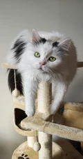 纯白色毛发，粉色瞳孔的宠物猫咪手机壁纸