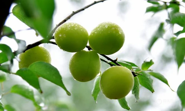 芒种时，夏降至，正是青梅煮酒时，清脆诱人的青梅果实图片 第7张