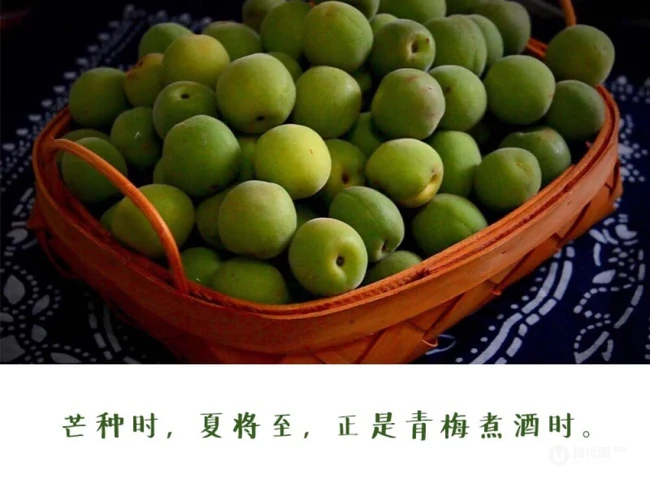 芒种时，夏降至，正是青梅煮酒时，清脆诱人的青梅果实图片 第6张