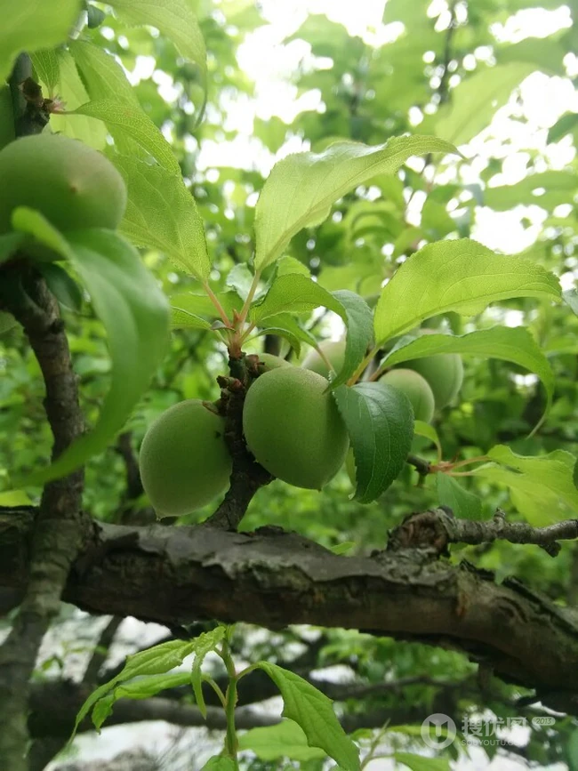 芒种时，夏降至，正是青梅煮酒时，清脆诱人的青梅果实图片 第4张