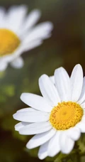 早春开花，生气盎然，生长在野地里成片的唯美清新雏菊图片