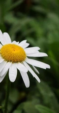 早春开花，生气盎然，生长在野地里成片的唯美清新雏菊图片