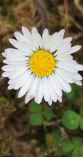 早春开花，生气盎然，生长在野地里成片的唯美清新雏菊图片