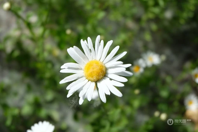 早春开花，生气盎然，生长在野地里成片的唯美清新雏菊图片