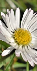 早春开花，生气盎然，生长在野地里成片的唯美清新雏菊图片