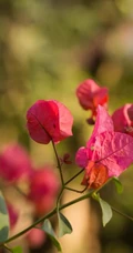 花期很长，开放多姿的三角梅（叶子花）图片