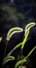 几根狗尾巴草图片