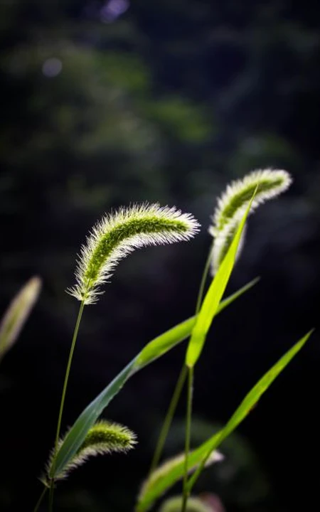 几根狗尾巴草图片