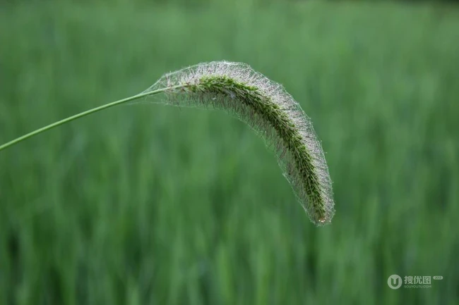 几根狗尾巴草图片