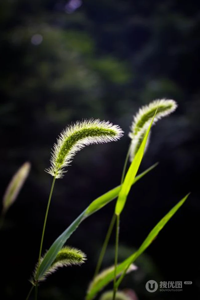 几根狗尾巴草图片