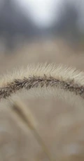几根狗尾巴草图片